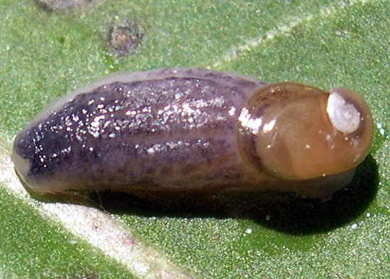 Daudebardia sp.